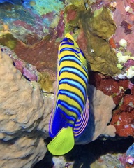 Pygoplites diacanthus