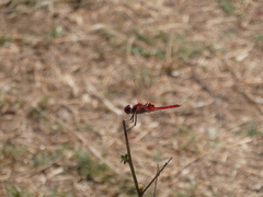 Urothemis