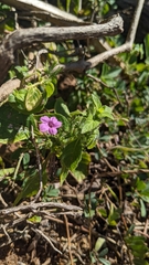Ruellia inundata