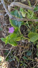 Ruellia inundata