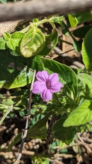 Ruellia inundata