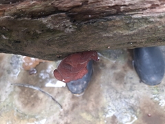 Auricularia auricula-judae