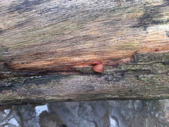 Auricularia auricula-judae