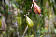 Epidendrum oxycalyx