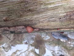 Auricularia auricula-judae