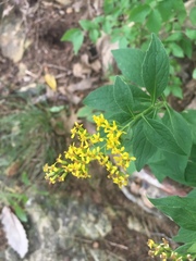 Solidago ulmifolia ulmifolia