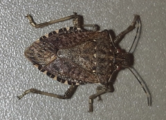 Halyomorpha halys
