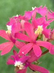 Epidendrum denticulatum