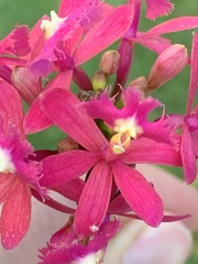 Epidendrum denticulatum