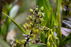 Epidendrum oxycalyx