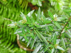 Pseudopanax linearis