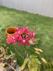 Epidendrum denticulatum