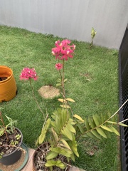 Epidendrum denticulatum