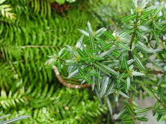 Pseudopanax linearis