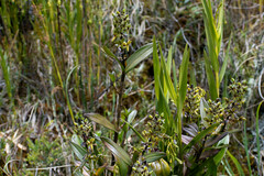 Epidendrum oxycalyx
