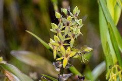 Epidendrum oxycalyx