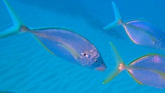 Pseudocaranx dentex
