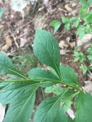 Solidago ulmifolia ulmifolia