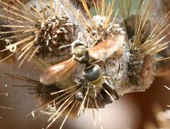 Brachygastra lecheguana