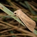 Large Wainscot Moth - Photo (c) Luca Sattin, some rights reserved (CC BY-NC), uploaded by Luca Sattin