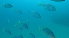 Pseudocaranx dentex