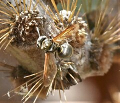 Brachygastra lecheguana