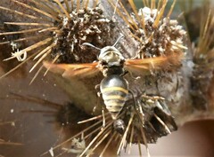 Brachygastra lecheguana