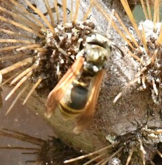 Brachygastra lecheguana