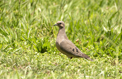 Zenaida auriculata