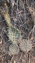 Opuntia polyacantha