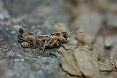 Omocestus