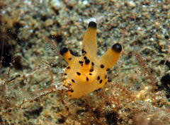 Thecacera