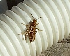 Polistes exclamans