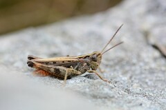 Omocestus haemorrhoidalis