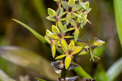 Epidendrum oxycalyx
