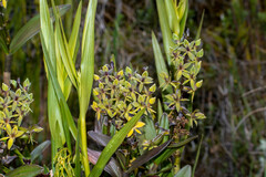Epidendrum oxycalyx