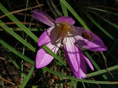 Colchicum autumnale