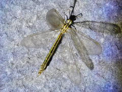 Myrmecaelurus trigrammus