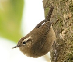 Troglodytes solstitialis