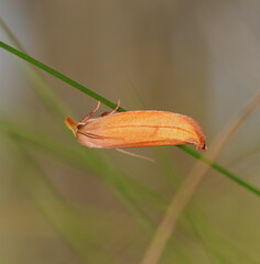 Wingia aurata