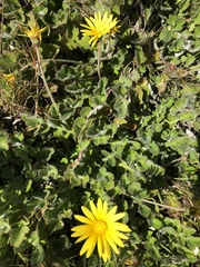 Arctotheca prostrata