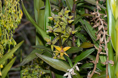 Epidendrum oxycalyx