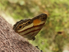 Cissia pseudoconfusa