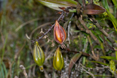 Epidendrum oxycalyx
