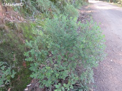 Baccharis conferta