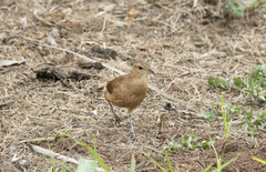 Furnarius rufus