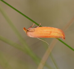 Wingia aurata