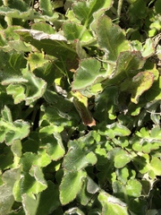 Arctotheca prostrata