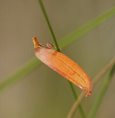 Wingia aurata