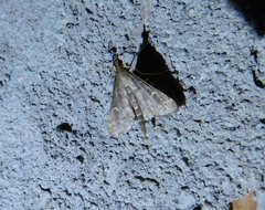 Dolicharthria punctalis